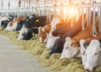 Çiftçiler dikkat: 1 Aralık’a kadar başvurulmalı